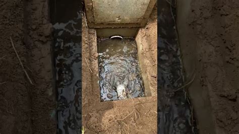 septic tank distribution box clogged